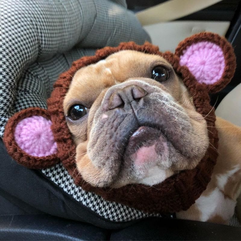 bear french bulldog hat