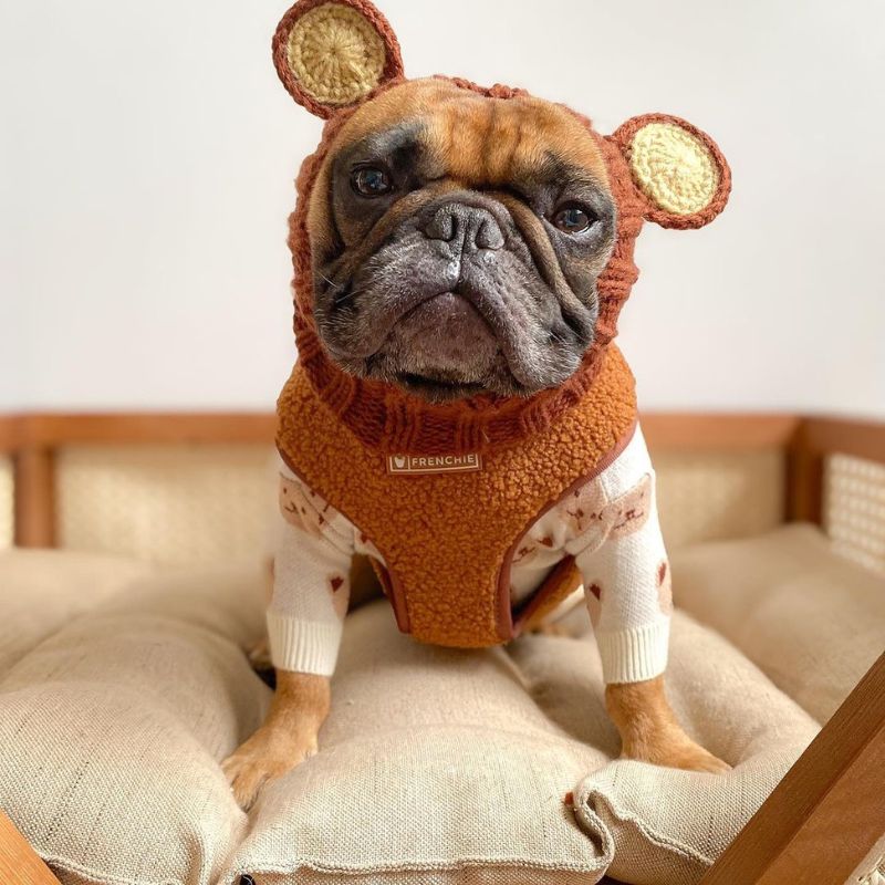 bear french bulldog hat