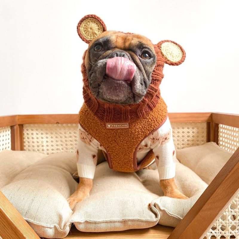 bear french bulldog hat