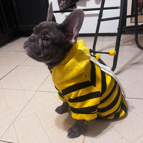 bee french bulldog costume