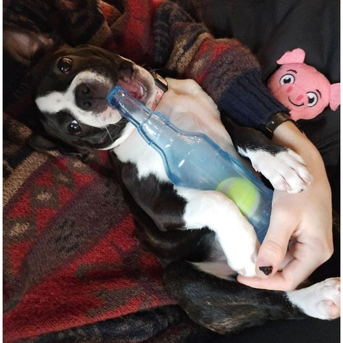 bite resistance frenchie bottle