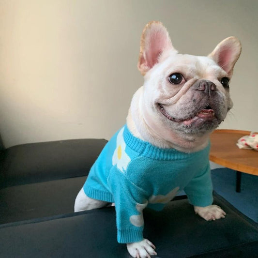 frenchie space shop blue spring frenchie sweater