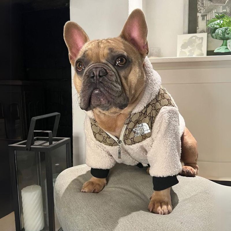frenchie space shop bomber french bulldog jacket