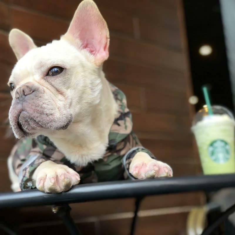 frenchie space shop camo french bulldog windbreaker jacket