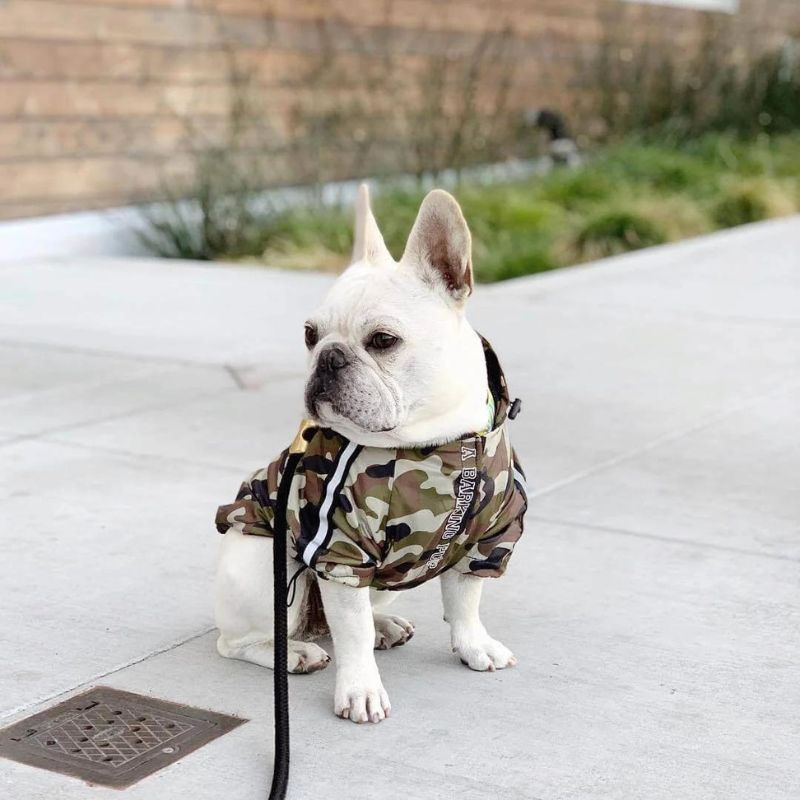 frenchie space shop camo reflective french bulldog jacket