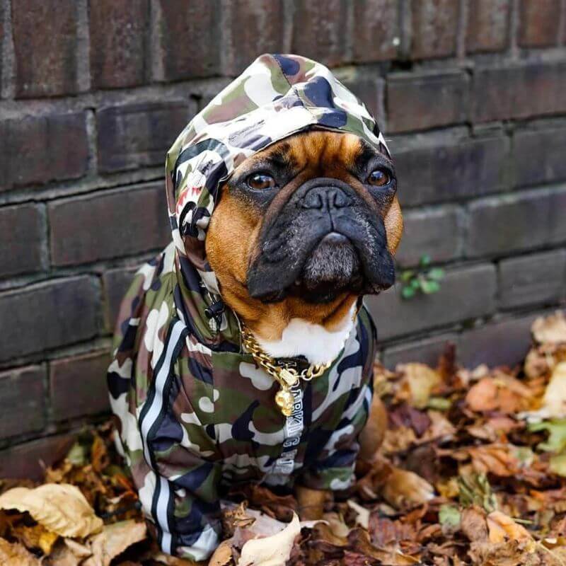 frenchie space shop camo reflective french bulldog jacket