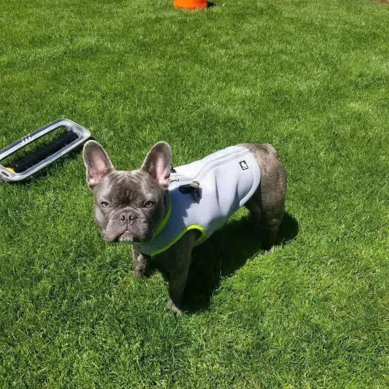 chillpup french bulldog cooling vest