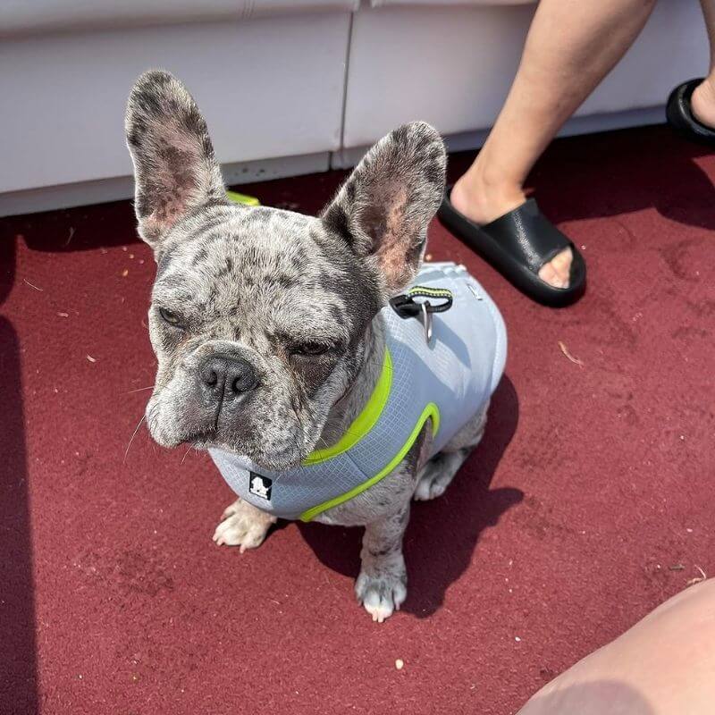 chillpup french bulldog cooling vest