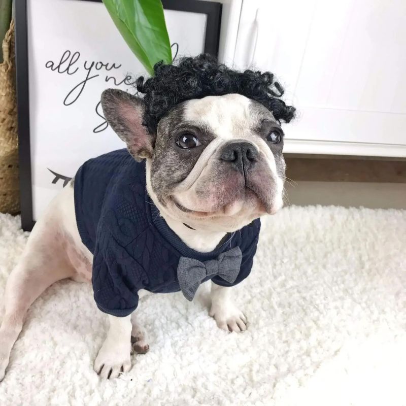 frenchie space shop classvibes french bulldog sweater