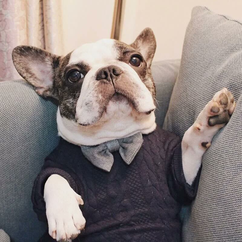 frenchie space shop classvibes french bulldog sweater