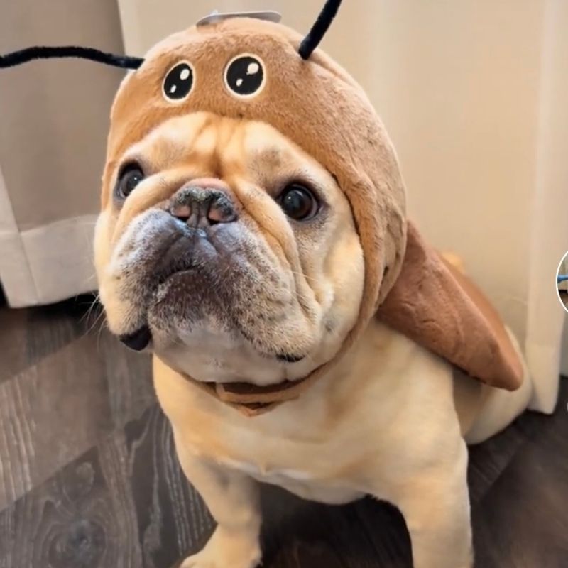 cockroach french bulldog costume