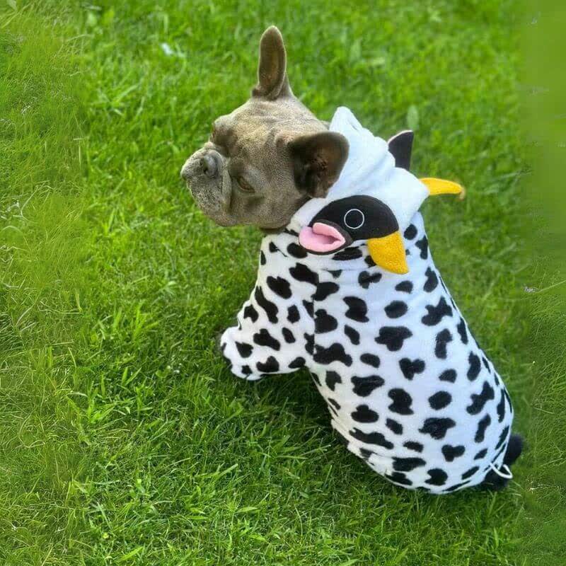 cow french bulldog costume