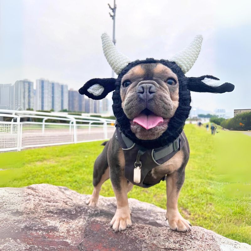 cow french bulldog hat