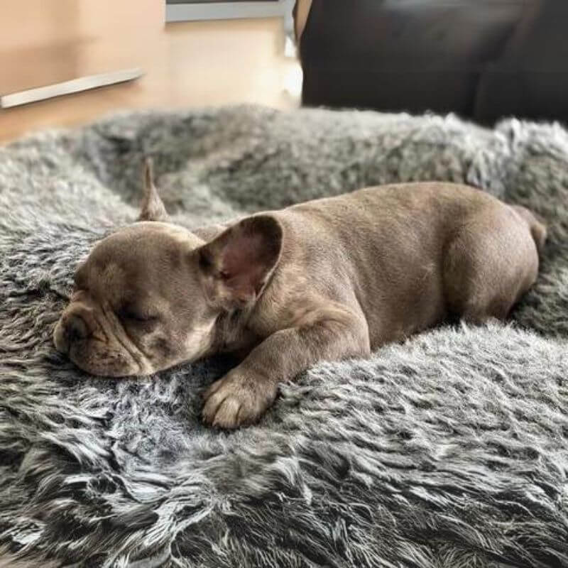 frenchie space shop cuddly donut frenchie bed