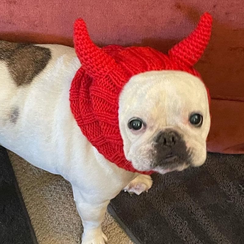 devil french bulldog snood