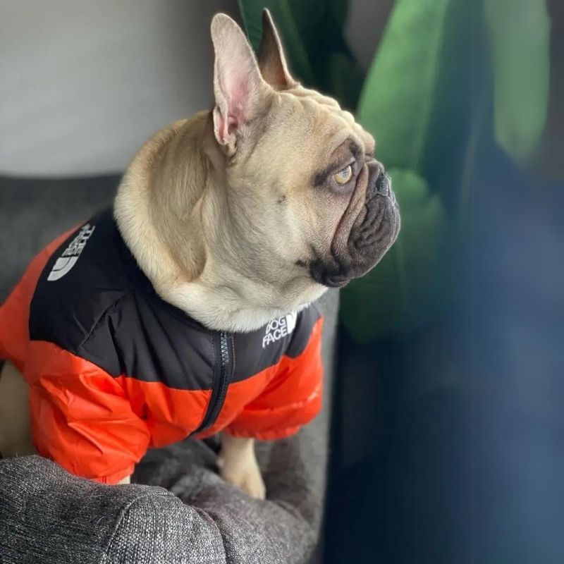 frenchie space shop dogface french bulldog vest