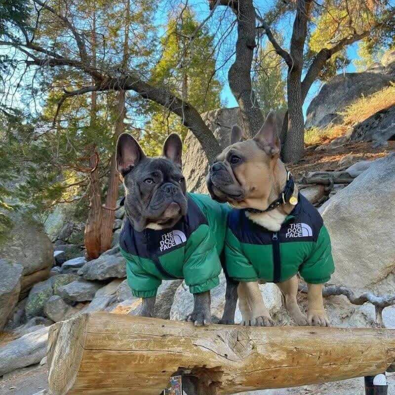 frenchie space shop dogface french bulldog vest
