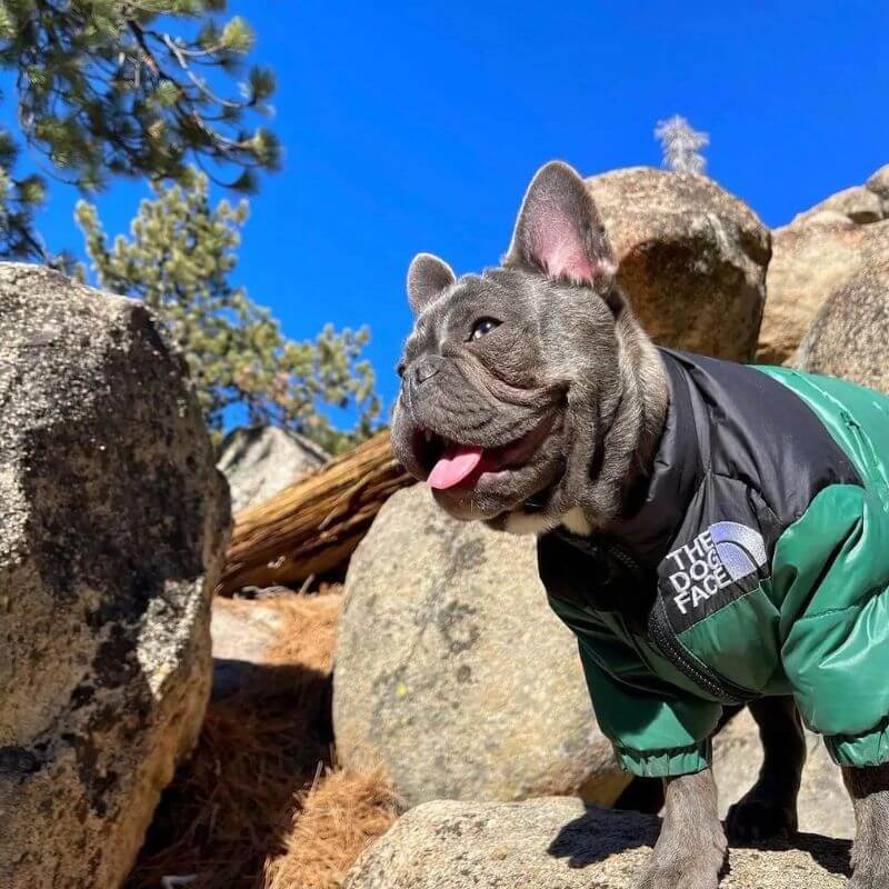 frenchie space shop dogface french bulldog vest