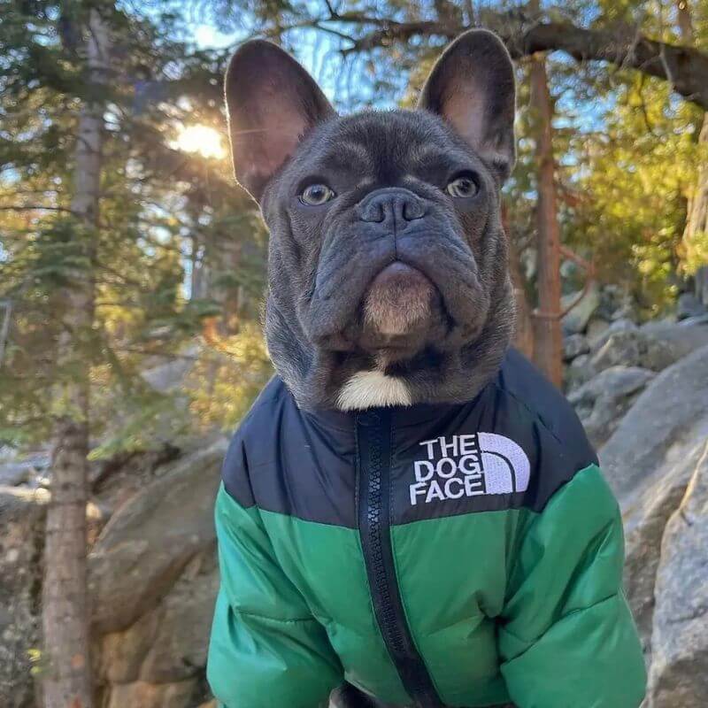 frenchie space shop dogface french bulldog vest