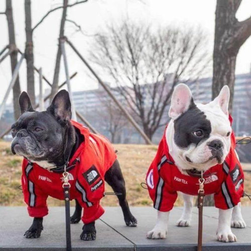 frenchie space shop dogface french bulldog raincoat