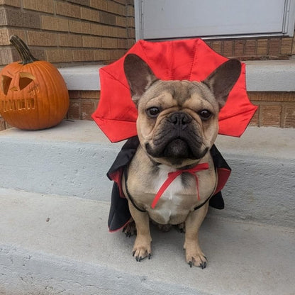 dracula french bulldog costume