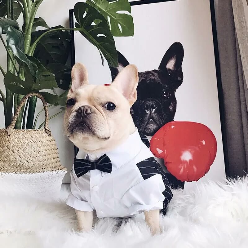 frenchie space shop elegantsuit french bulldog shirt