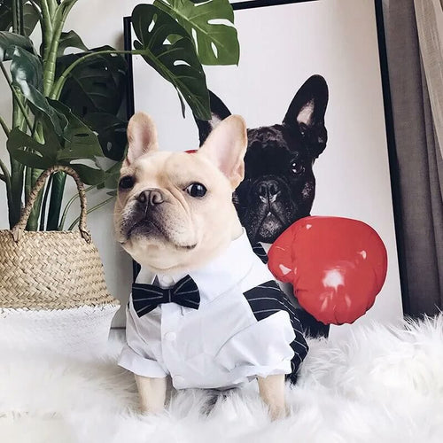 frenchie space shop elegantsuit french bulldog shirt