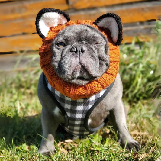 fox french bulldog hat
