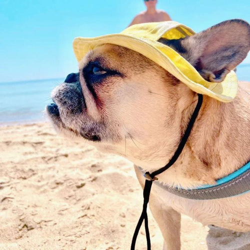 frenchie space shop french bulldog bucket hat