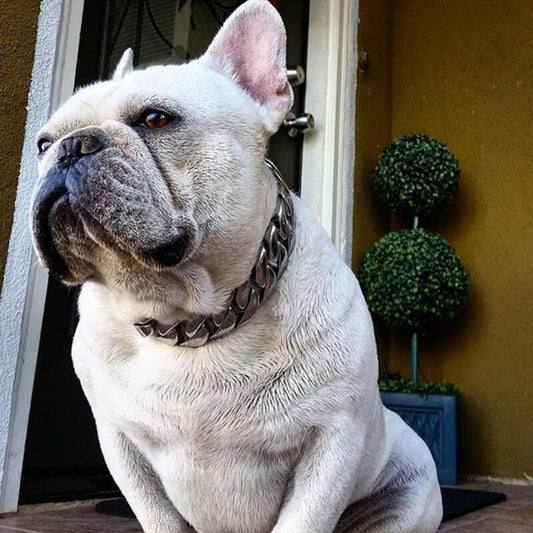 frenchie space shop french bulldog chain collar