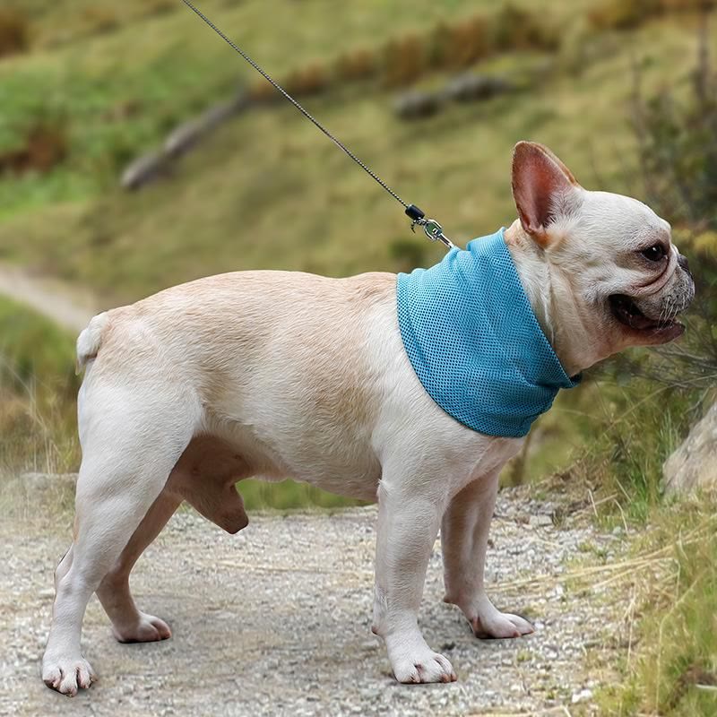 frenchie space shop french bulldog cooling bandana