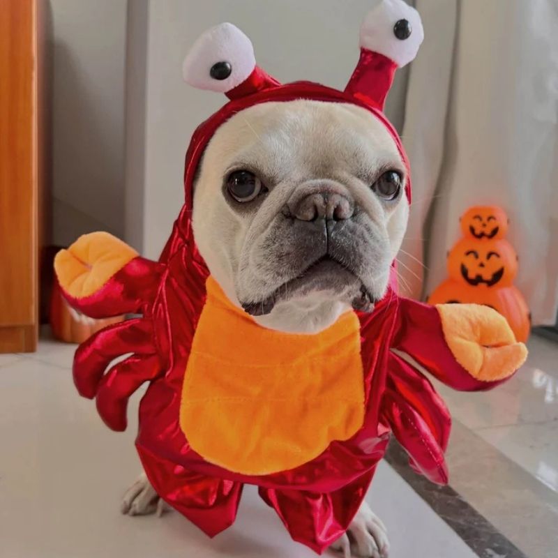 french bulldog crab costume