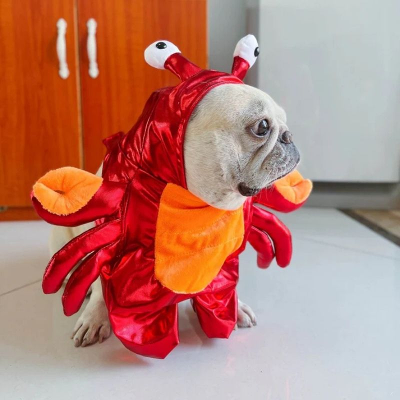 french bulldog crab costume