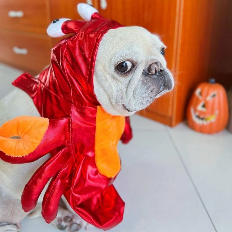 french bulldog crab costume