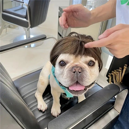french bulldog halloween wig