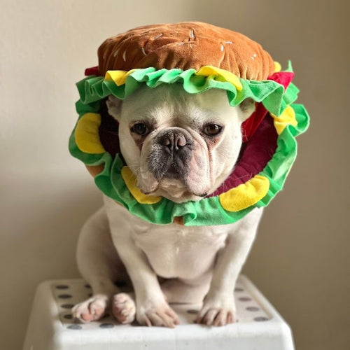 french bulldog hamburger costume