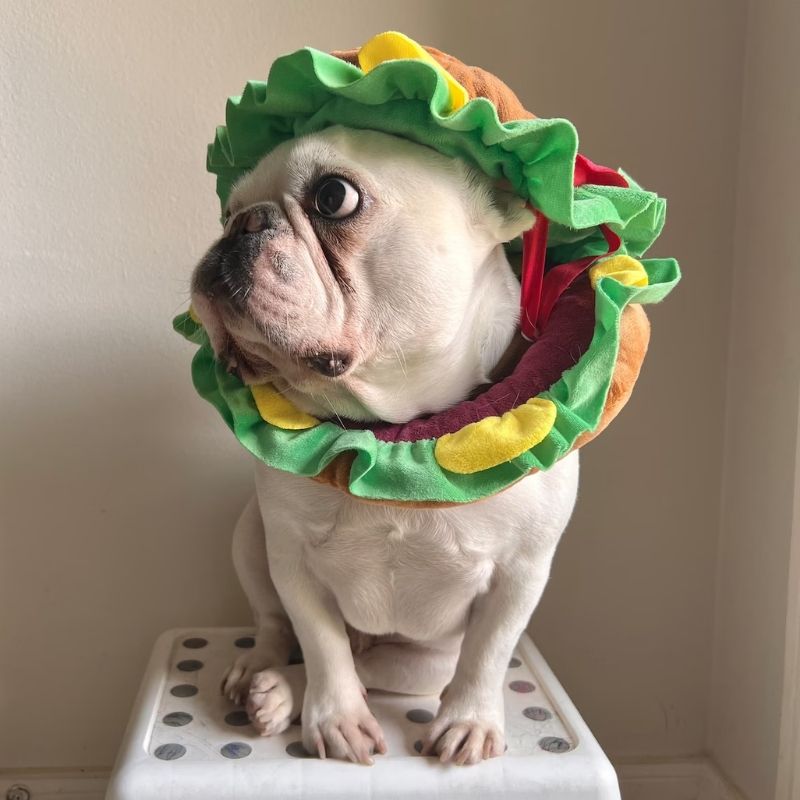 french bulldog hamburger costume