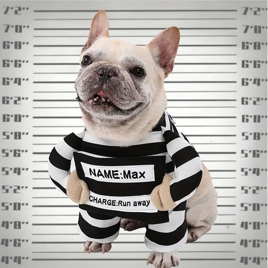 french bulldog prisoner costume