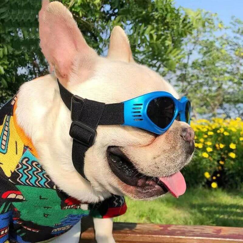 frenchie space shop fench bulldog uv sunglasses