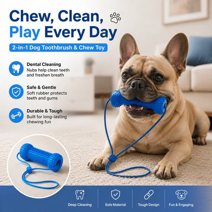 French Bulldog chewing the blue dental chew stick