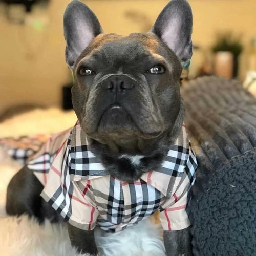 frenchie space shop furberry french bulldog shirt