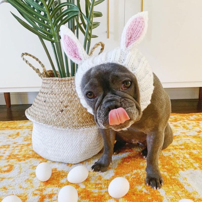 holiday rabbit frenchie hat