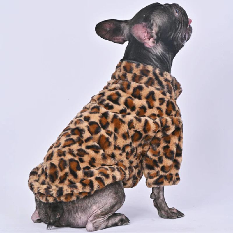 leopard french bulldog jacket