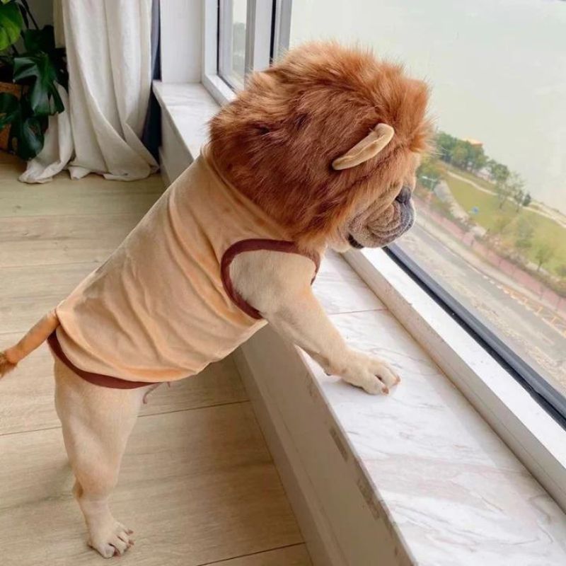 frenchie space shop lion french bulldog costume
