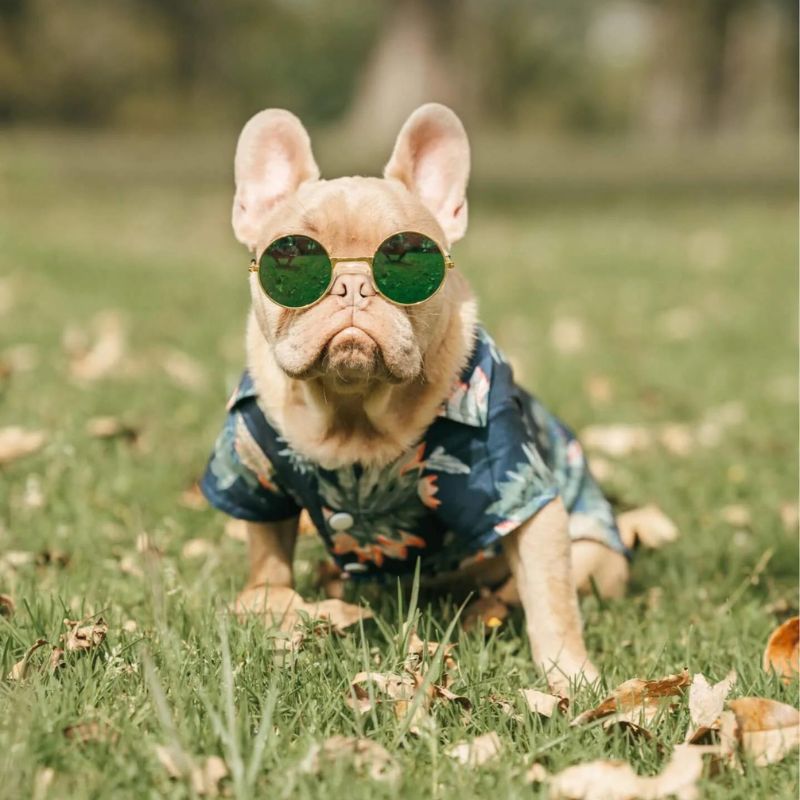 frenchie space shop luau french bulldog shirt