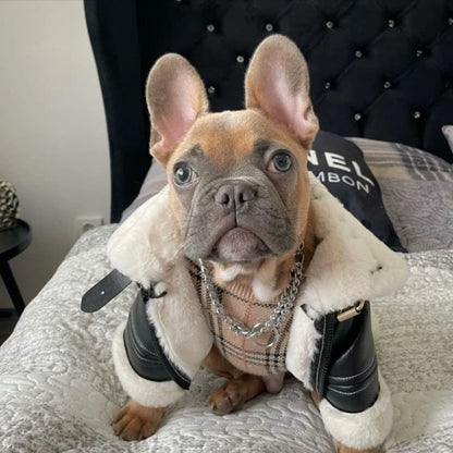 frenchie space shop pilot french bulldog jacket