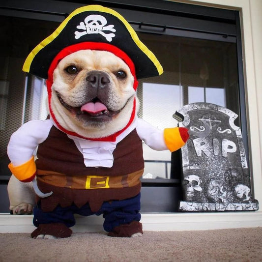 frenchie space shop pirate french bulldog costume