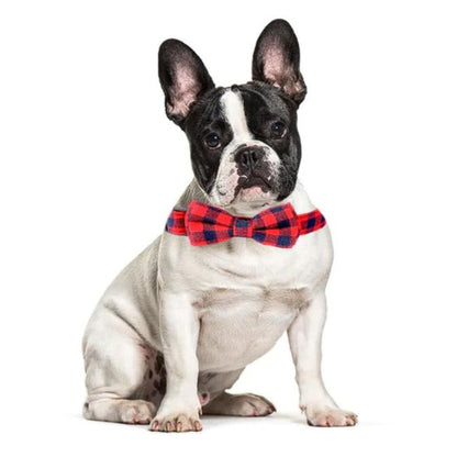 frenchie space shop plaid french bulldog collar
