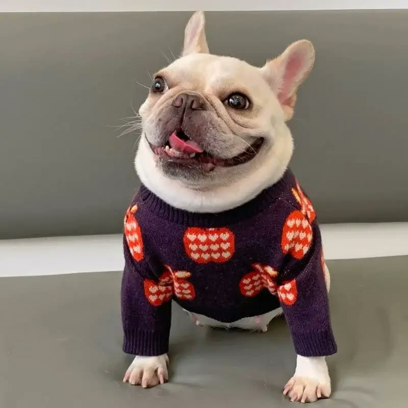 frenchie space shop pomme french bulldog sweater