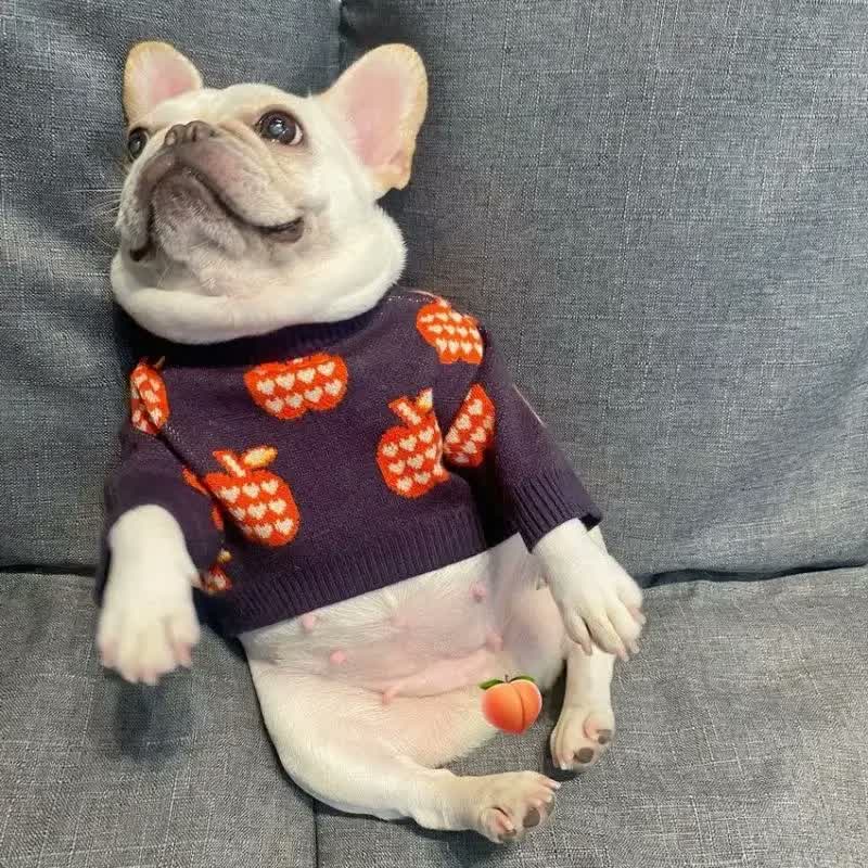 frenchie space shop pomme french bulldog sweater